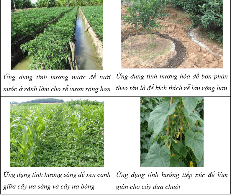 Vận dụng hiện tượng cảm ứng ở sinh vật vào thực tiễn (KHTN 7 Kết nối tri thức Bài 34)