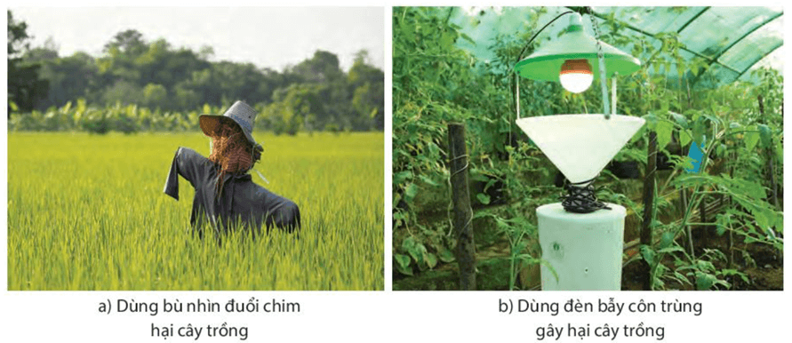 Vận dụng hiện tượng cảm ứng ở sinh vật vào thực tiễn (KHTN 7 Kết nối tri thức Bài 34)