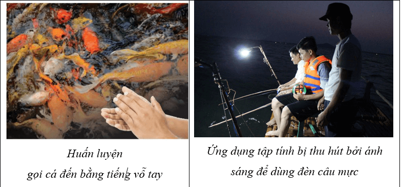 Vận dụng hiện tượng cảm ứng ở sinh vật vào thực tiễn (KHTN 7 Kết nối tri thức Bài 34)