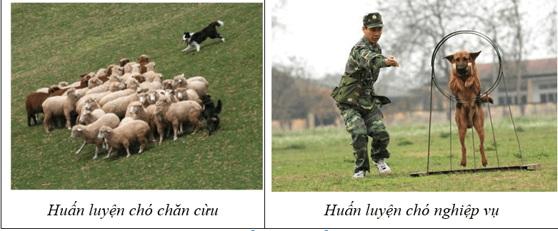 Vận dụng hiện tượng cảm ứng ở sinh vật vào thực tiễn (KHTN 7 Kết nối tri thức Bài 34)