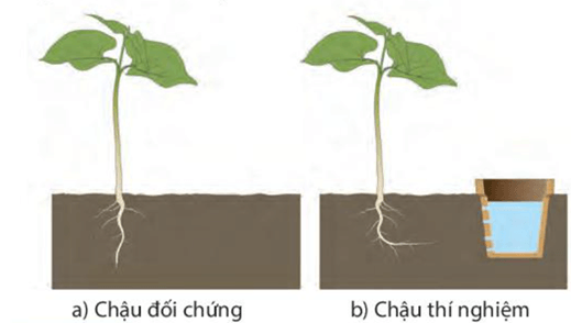 Thực hành: Cảm ứng ở sinh vật (KHTN 7 Kết nối tri thức Bài 35)