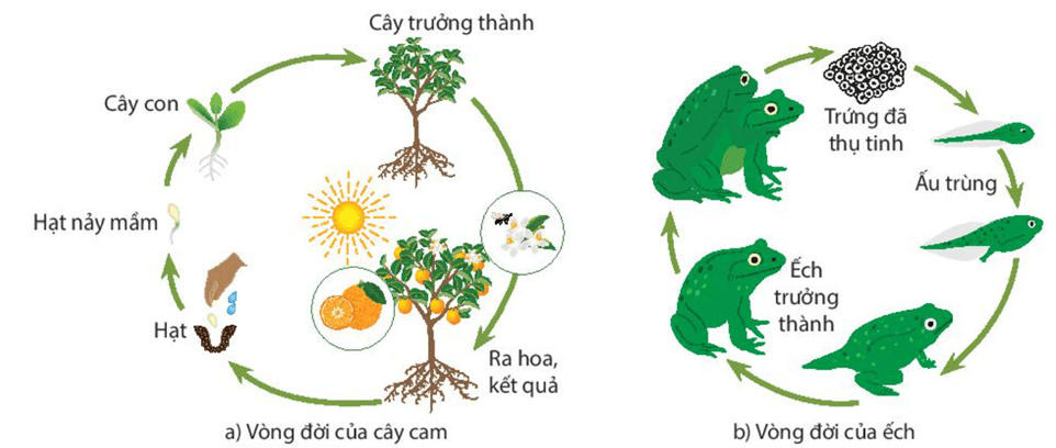Khái quát về sinh trưởng và phát triển ở sinh vật (KHTN 7 Kết nối tri thức Bài 36)