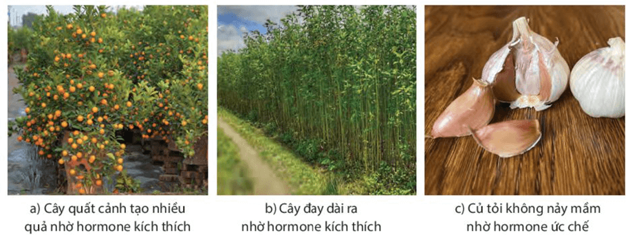 Ứng dụng sinh trưởng và phát triển ở sinh vật vào thực tiễn (KHTN 7 Kết nối tri thức Bài 37)