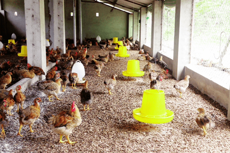 Ứng dụng sinh trưởng và phát triển ở sinh vật vào thực tiễn (KHTN 7 Kết nối tri thức Bài 37)