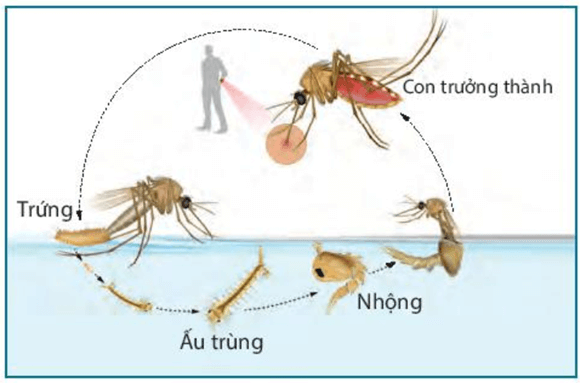 Ứng dụng sinh trưởng và phát triển ở sinh vật vào thực tiễn (KHTN 7 Kết nối tri thức Bài 37)
