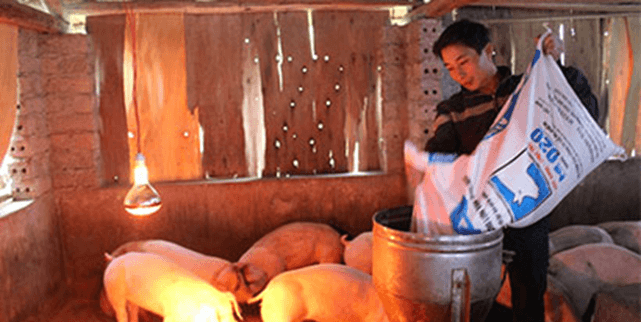Ứng dụng sinh trưởng và phát triển ở sinh vật vào thực tiễn (KHTN 7 Kết nối tri thức Bài 37)