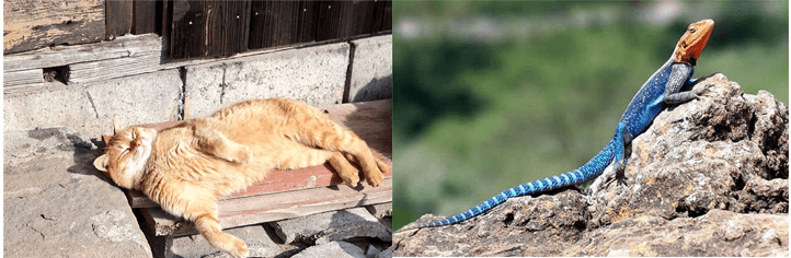 Ứng dụng sinh trưởng và phát triển ở sinh vật vào thực tiễn (KHTN 7 Kết nối tri thức Bài 37)
