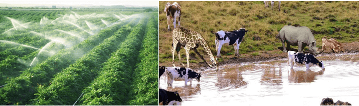 Ứng dụng sinh trưởng và phát triển ở sinh vật vào thực tiễn (KHTN 7 Kết nối tri thức Bài 37)