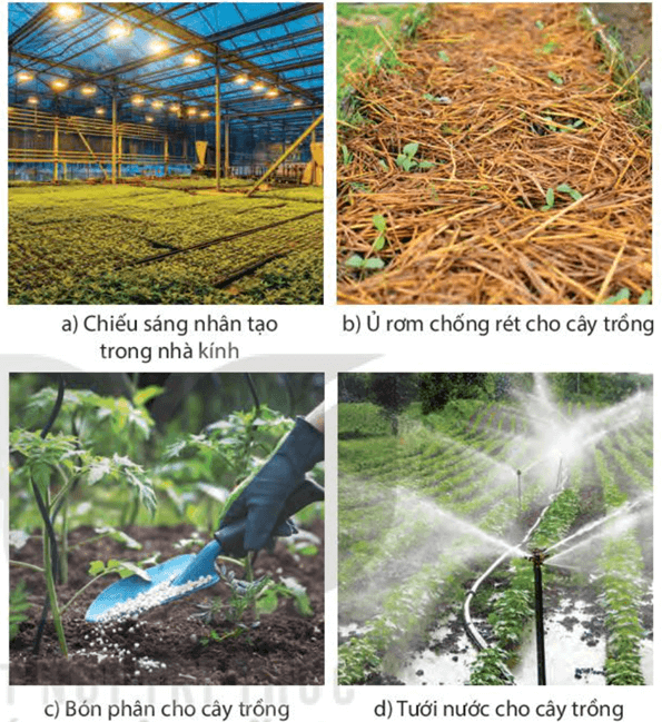 Ứng dụng sinh trưởng và phát triển ở sinh vật vào thực tiễn (KHTN 7 Kết nối tri thức Bài 37)