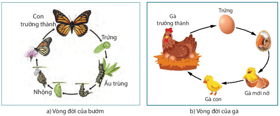 Thực hành: Quan sát, mô tả sự sinh trưởng và phát triển ở một số sinh vật (KHTN 7 Kết nối tri thức Bài 38)