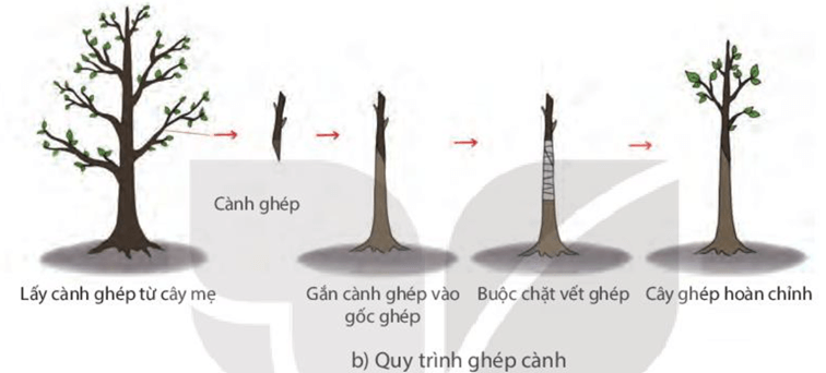 Sinh sản vô tính ở sinh vật (KHTN 7 Kết nối tri thức Bài 39)