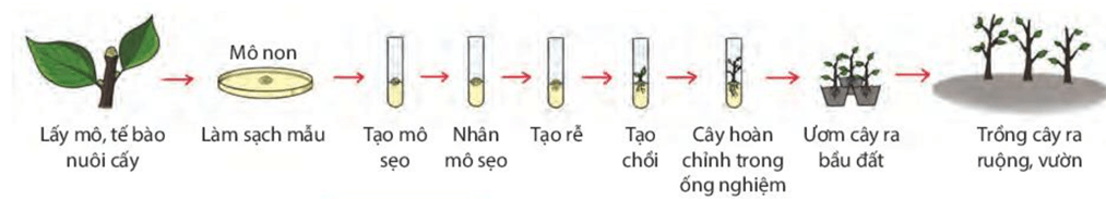 Sinh sản vô tính ở sinh vật (KHTN 7 Kết nối tri thức Bài 39)