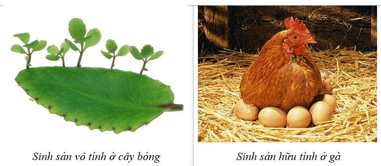 Sinh sản vô tính ở sinh vật (KHTN 7 Kết nối tri thức Bài 39)