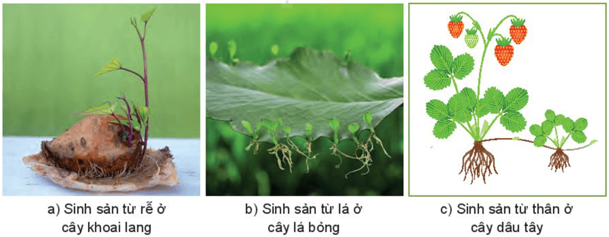 Sinh sản vô tính ở sinh vật (KHTN 7 Kết nối tri thức Bài 39)