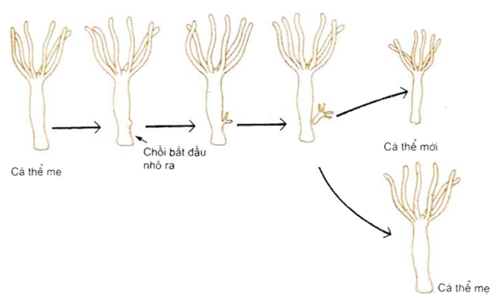 Sinh sản vô tính ở sinh vật (KHTN 7 Kết nối tri thức Bài 39)