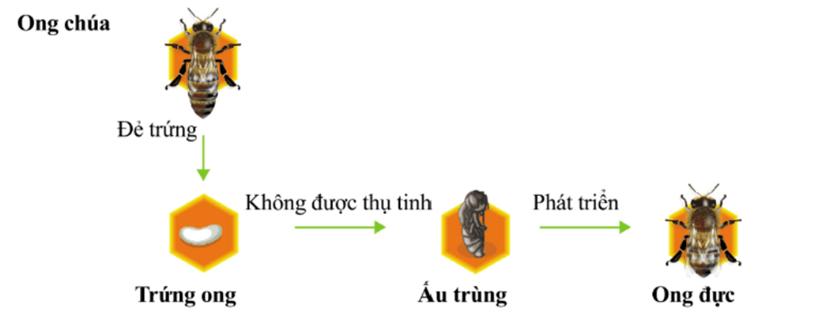 Sinh sản vô tính ở sinh vật (KHTN 7 Kết nối tri thức Bài 39)