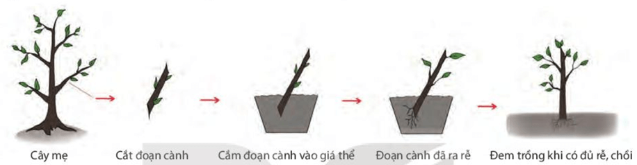Sinh sản vô tính ở sinh vật (KHTN 7 Kết nối tri thức Bài 39)