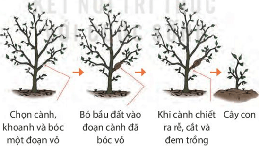 Sinh sản vô tính ở sinh vật (KHTN 7 Kết nối tri thức Bài 39)