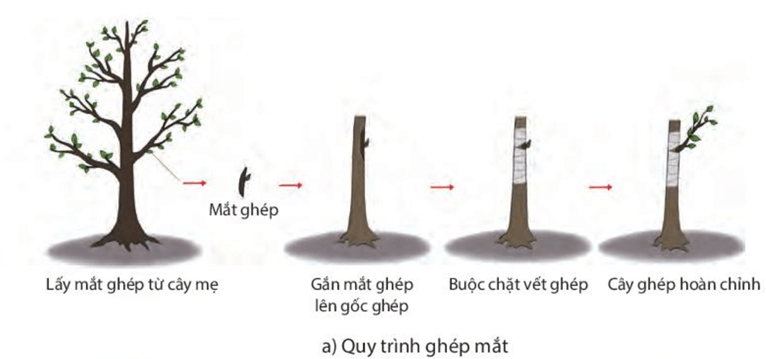 Sinh sản vô tính ở sinh vật (KHTN 7 Kết nối tri thức Bài 39)
