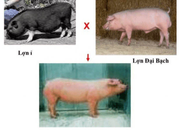 Sinh sản hữu tính ở sinh vật (KHTN 7 Kết nối tri thức Bài 40)