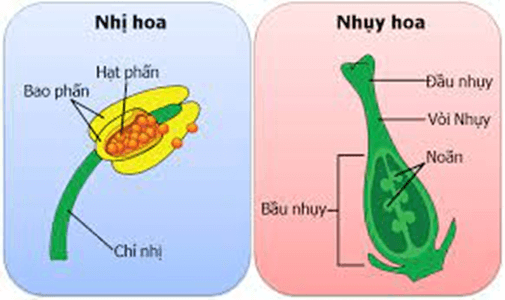 Sinh sản hữu tính ở sinh vật (KHTN 7 Kết nối tri thức Bài 40)