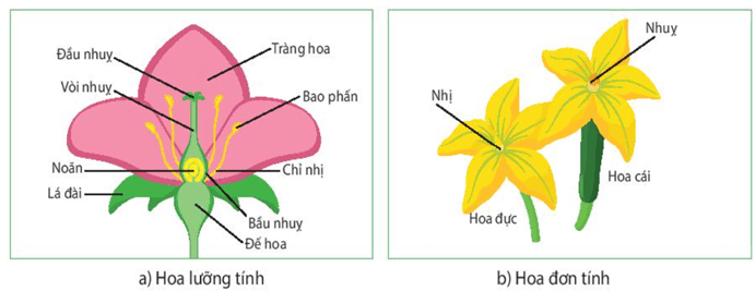 Sinh sản hữu tính ở sinh vật (KHTN 7 Kết nối tri thức Bài 40)
