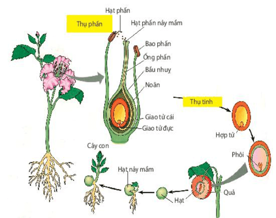 Sinh sản hữu tính ở sinh vật (KHTN 7 Kết nối tri thức Bài 40)