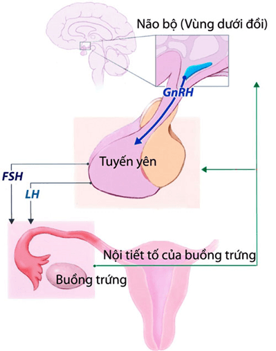 Một số yếu tố ảnh hưởng và điều hòa, điều khiển sinh sản ở sinh vật (KHTN 7 Kết nối tri thức Bài 41)