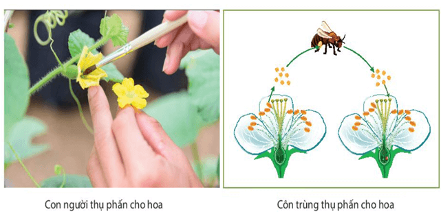 Một số yếu tố ảnh hưởng và điều hòa, điều khiển sinh sản ở sinh vật (KHTN 7 Kết nối tri thức Bài 41)