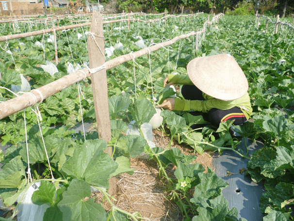 Một số yếu tố ảnh hưởng và điều hòa, điều khiển sinh sản ở sinh vật (KHTN 7 Kết nối tri thức Bài 41)