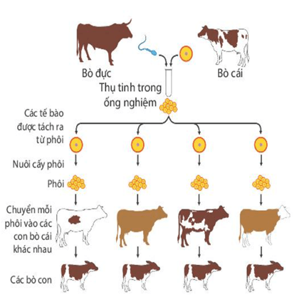 Một số yếu tố ảnh hưởng và điều hòa, điều khiển sinh sản ở sinh vật (KHTN 7 Kết nối tri thức Bài 41)