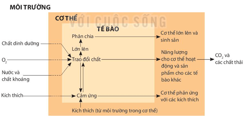 Cơ thể sinh vật là một thể thống nhất (KHTN 7 Kết nối tri thức Bài 42)