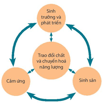 Cơ thể sinh vật là một thể thống nhất (KHTN 7 Kết nối tri thức Bài 42)