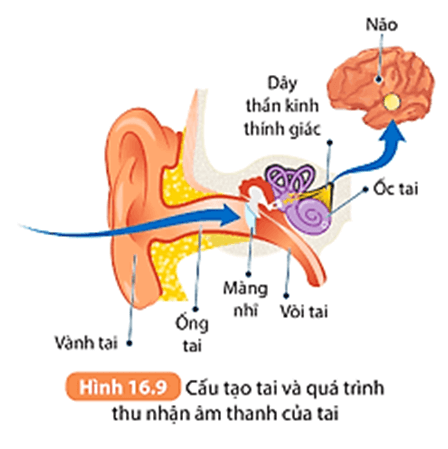Áp suất chất lỏng. Áp suất khí quyển (KHTN 8 Kết nối tri thức Bài 16)