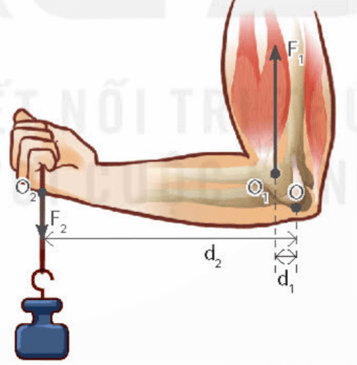 Đòn bẩy và ứng dụng (KHTN 8 Kết nối tri thức Bài 19)