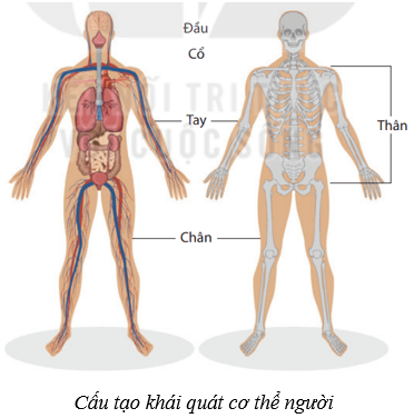 Khái quát về cơ thể người (KHTN 8 Kết nối tri thức Bài 30)