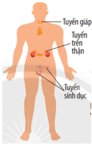Khái quát về cơ thể người (KHTN 8 Kết nối tri thức Bài 30)