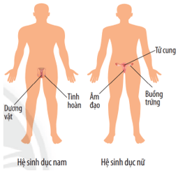 Khái quát về cơ thể người (KHTN 8 Kết nối tri thức Bài 30)