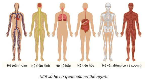 Khái quát về cơ thể người (KHTN 8 Kết nối tri thức Bài 30)