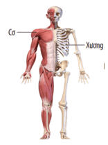 Khái quát về cơ thể người (KHTN 8 Kết nối tri thức Bài 30)