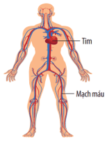 Khái quát về cơ thể người (KHTN 8 Kết nối tri thức Bài 30)