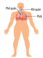 Khái quát về cơ thể người (KHTN 8 Kết nối tri thức Bài 30)