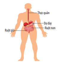 Khái quát về cơ thể người (KHTN 8 Kết nối tri thức Bài 30)