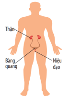 Khái quát về cơ thể người (KHTN 8 Kết nối tri thức Bài 30)