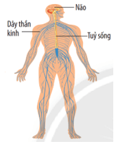 Khái quát về cơ thể người (KHTN 8 Kết nối tri thức Bài 30)