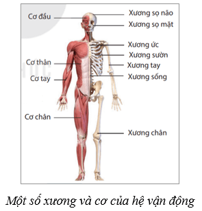 Hệ vận động ở người (KHTN 8 Kết nối tri thức Bài 31)