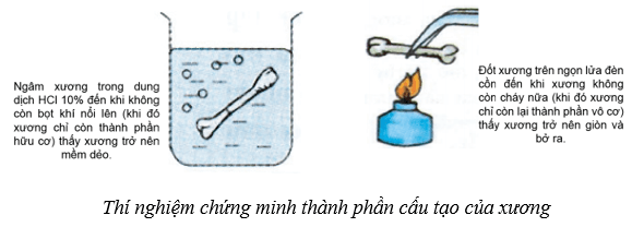 Hệ vận động ở người (KHTN 8 Kết nối tri thức Bài 31)