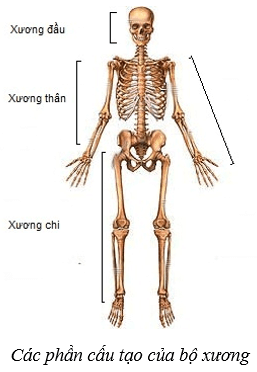 Hệ vận động ở người (KHTN 8 Kết nối tri thức Bài 31)