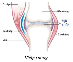 Hệ vận động ở người (KHTN 8 Kết nối tri thức Bài 31)