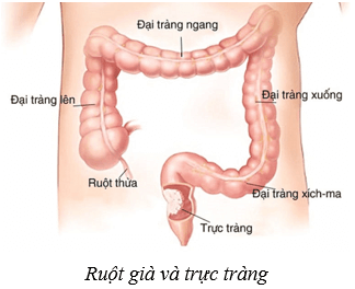 Dinh dưỡng và tiêu hóa ở người (KHTN 8 Kết nối tri thức Bài 32)